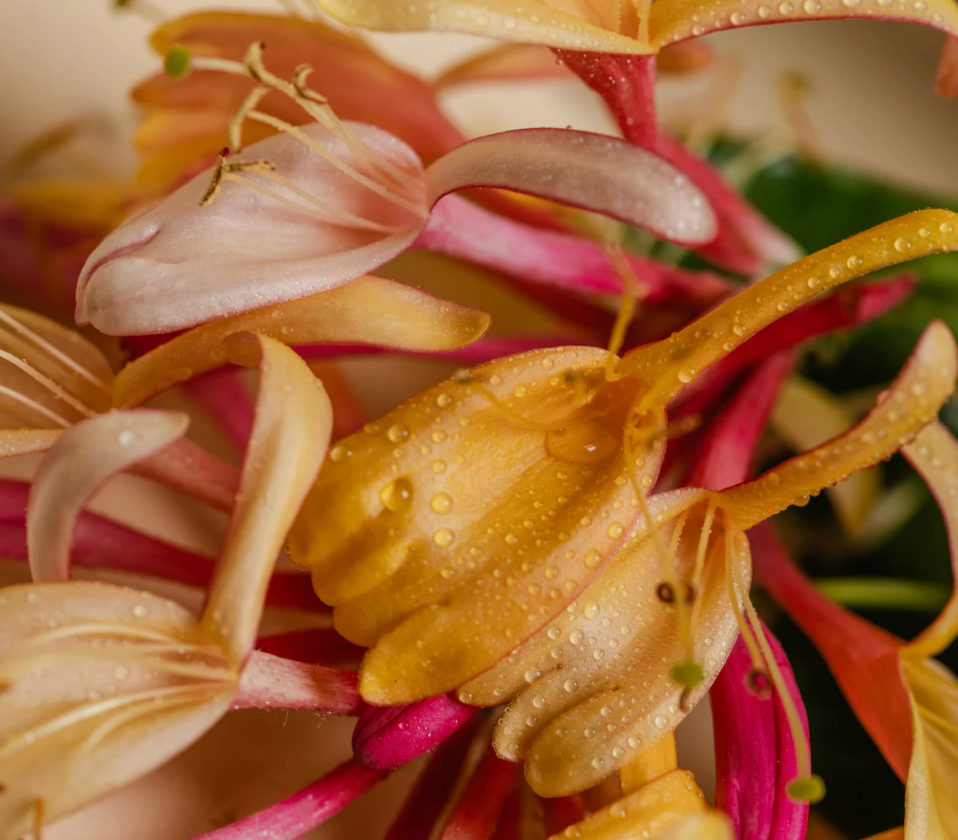 Honeysuckle - Smart Vial