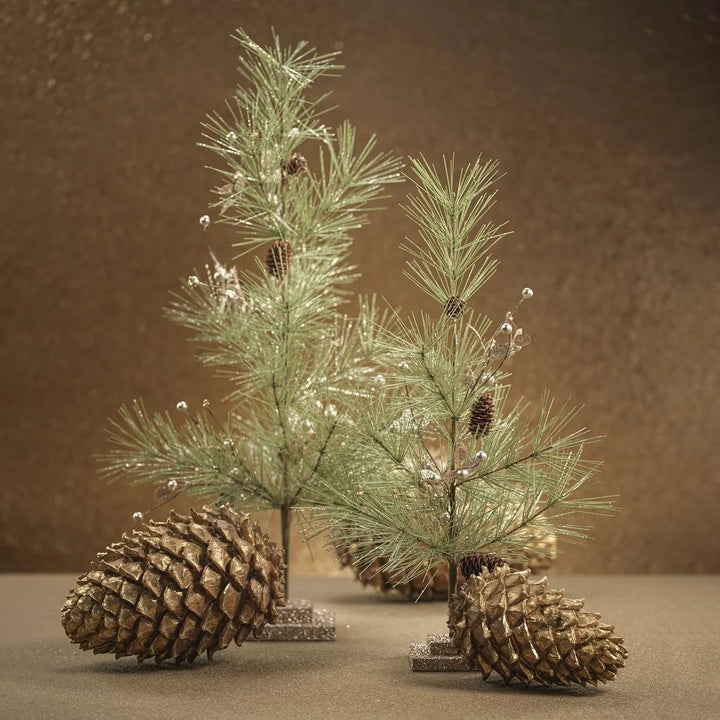 Needle Pine Tree with Small Pinecones